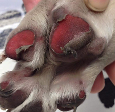 Coussinet de chiens abimés