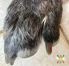 Épillets dans la patte d'un chien