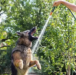 Chien jouant avec un jet d'eau